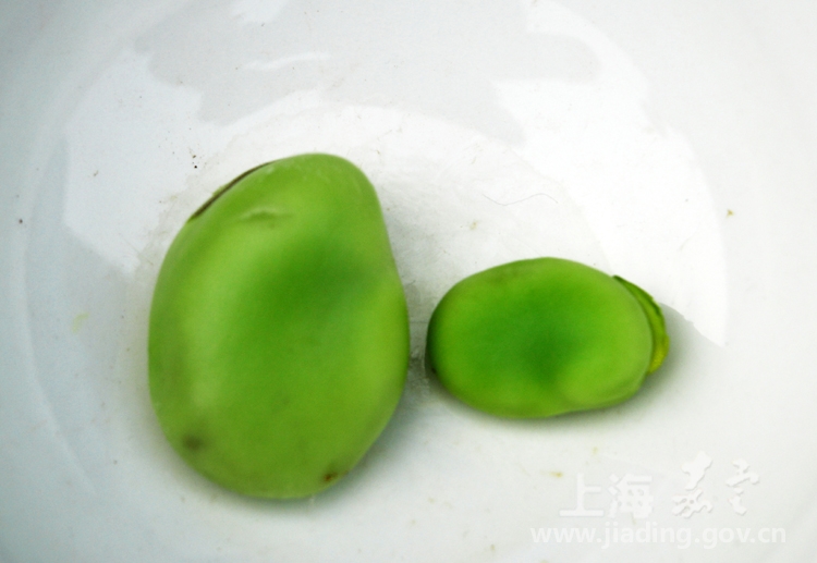 嘉定白蚕豆上市种植量少踪迹难觅