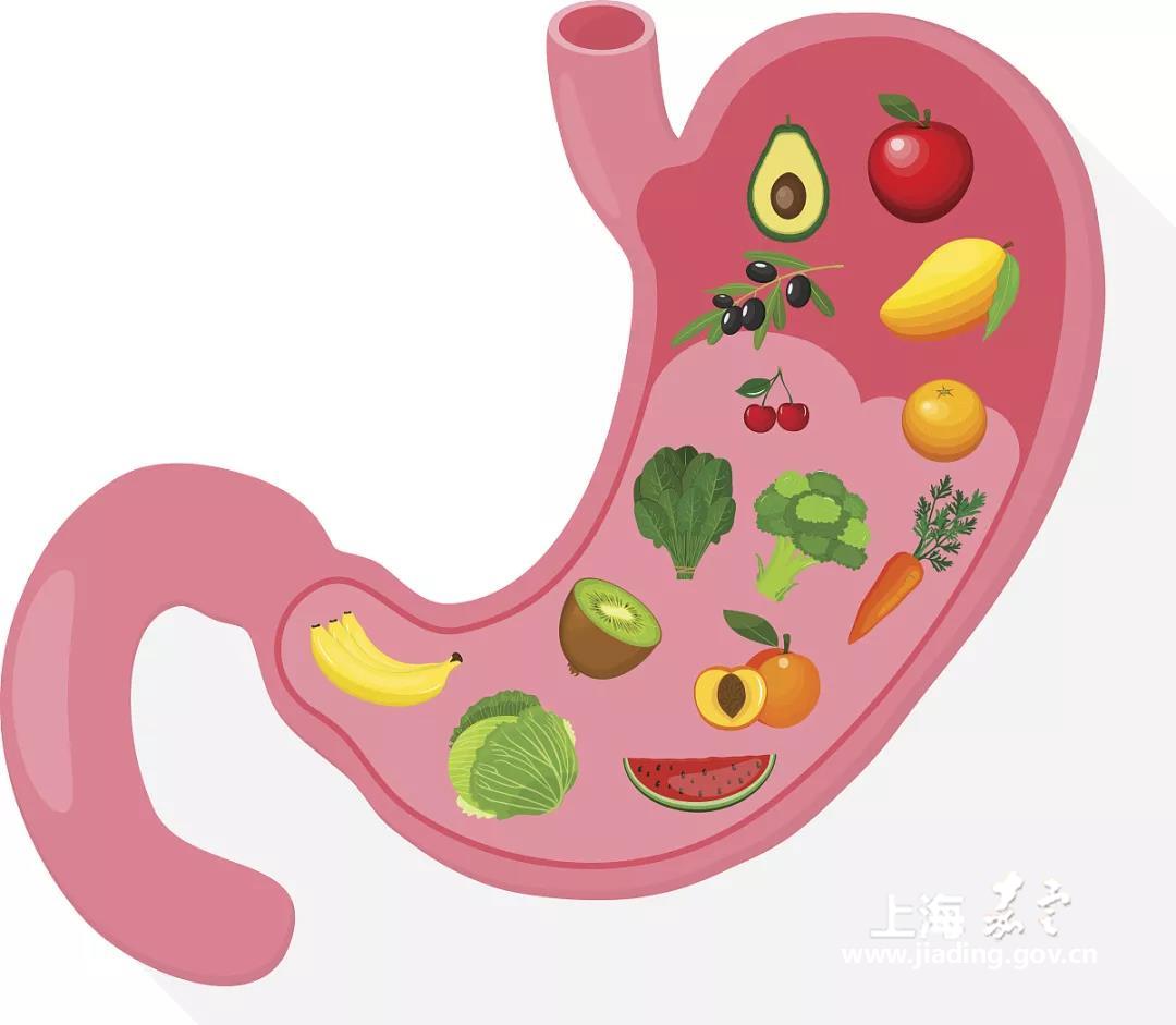 【报名】玩童会之科学人体食物消化图
