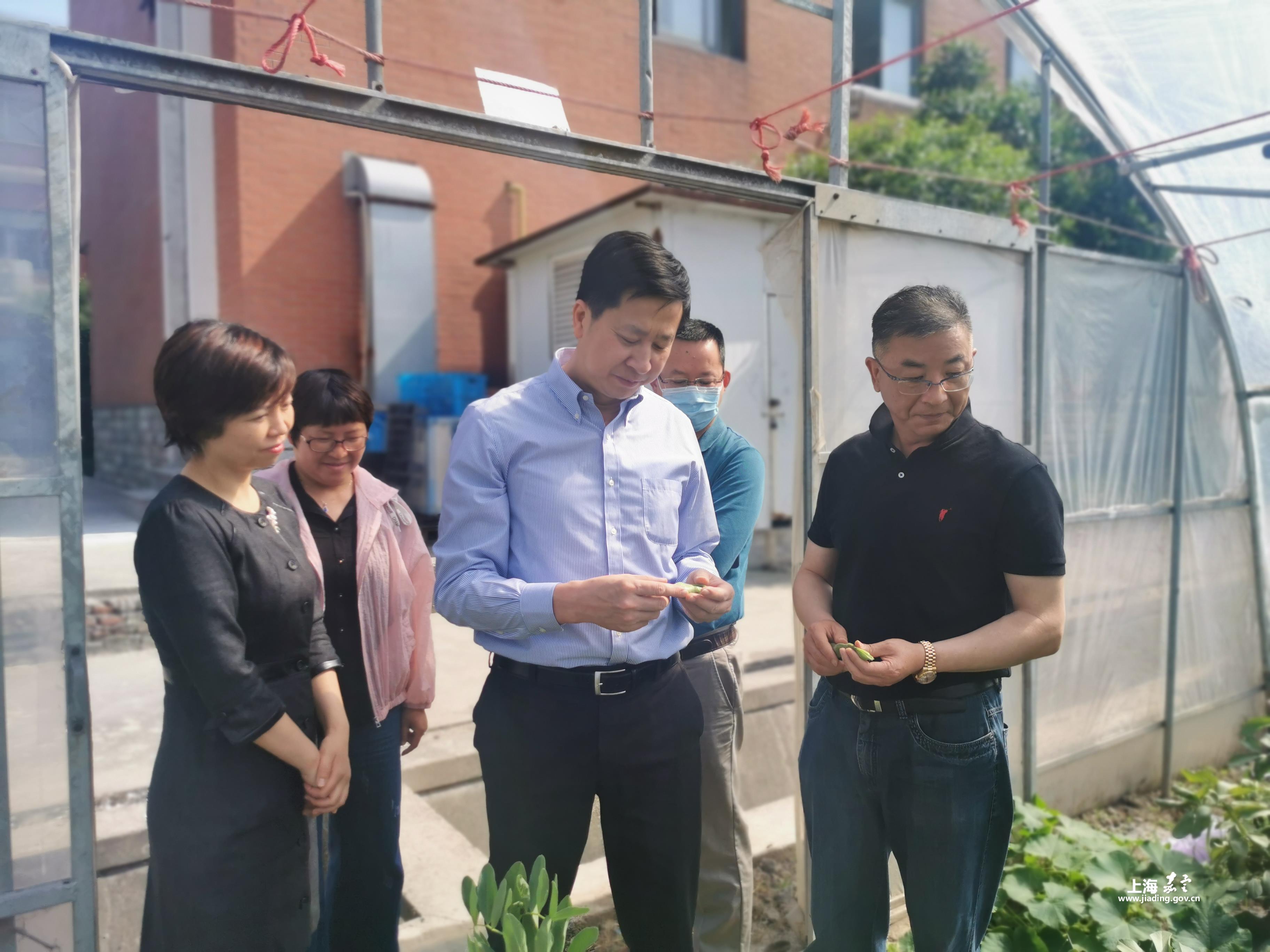 嘉定区副区长傅俊到菊园新区调研嘉定农产品地方特色品种繁育情况
