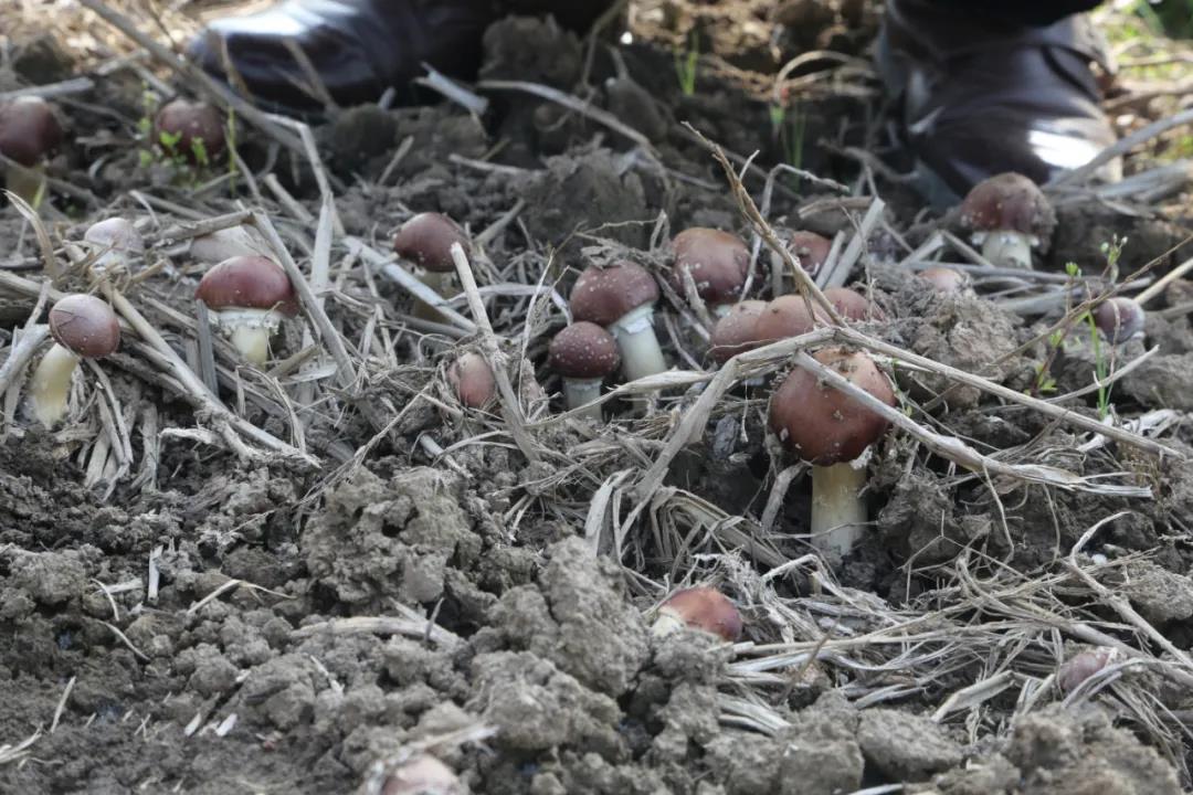 鲜！嘉定产赤松茸上市