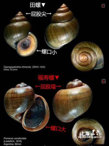 福寿螺的特征与危害