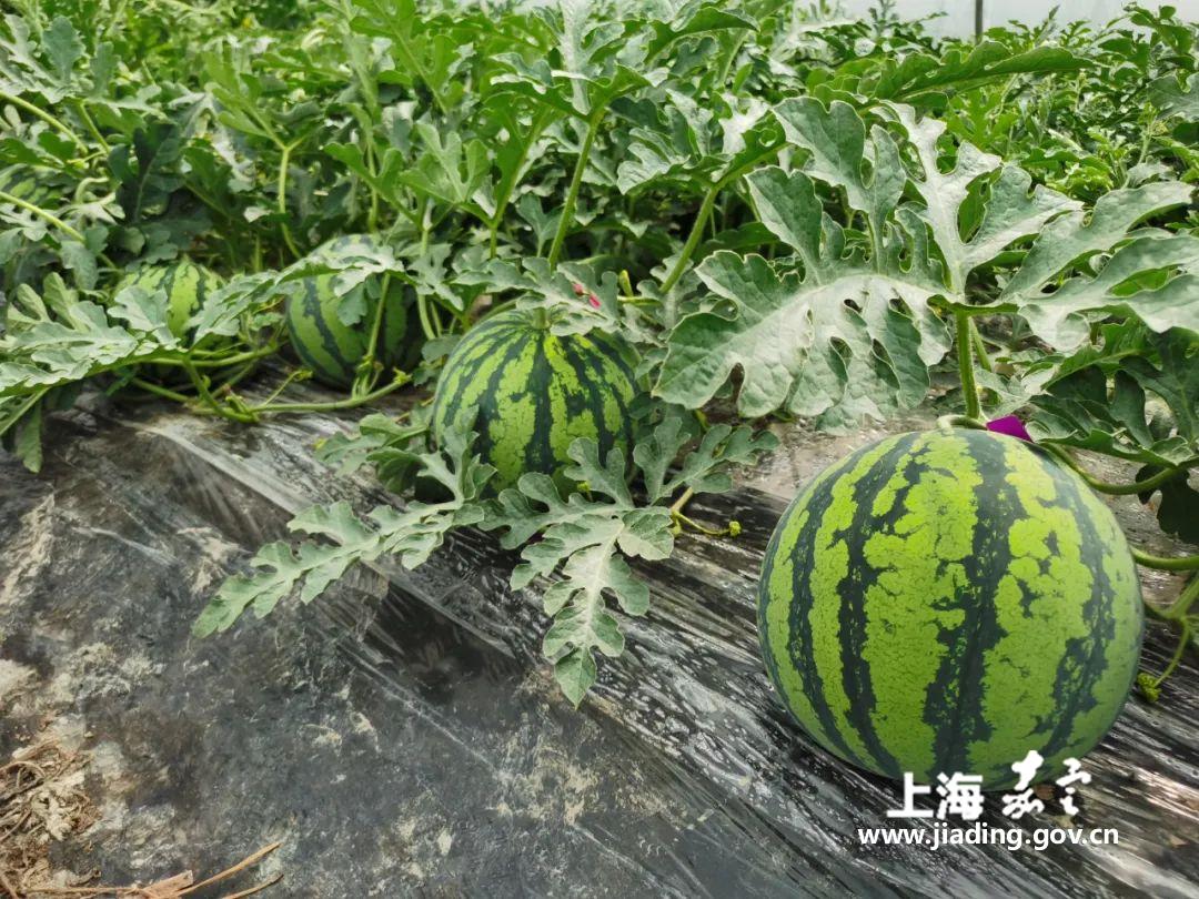 嘉定本地西瓜新鲜上市