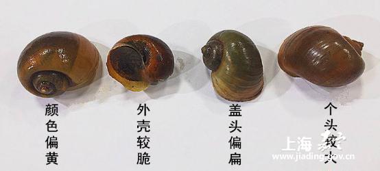 福寿螺的特征与危害
