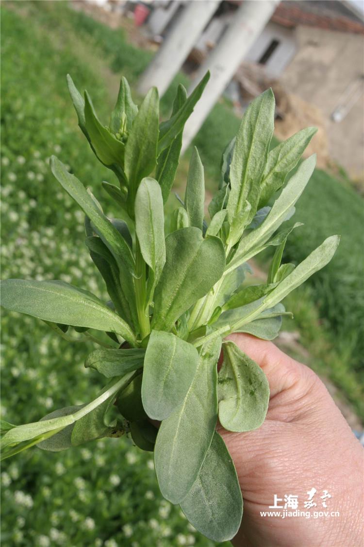 传统技艺——罗汉菜制作技艺
