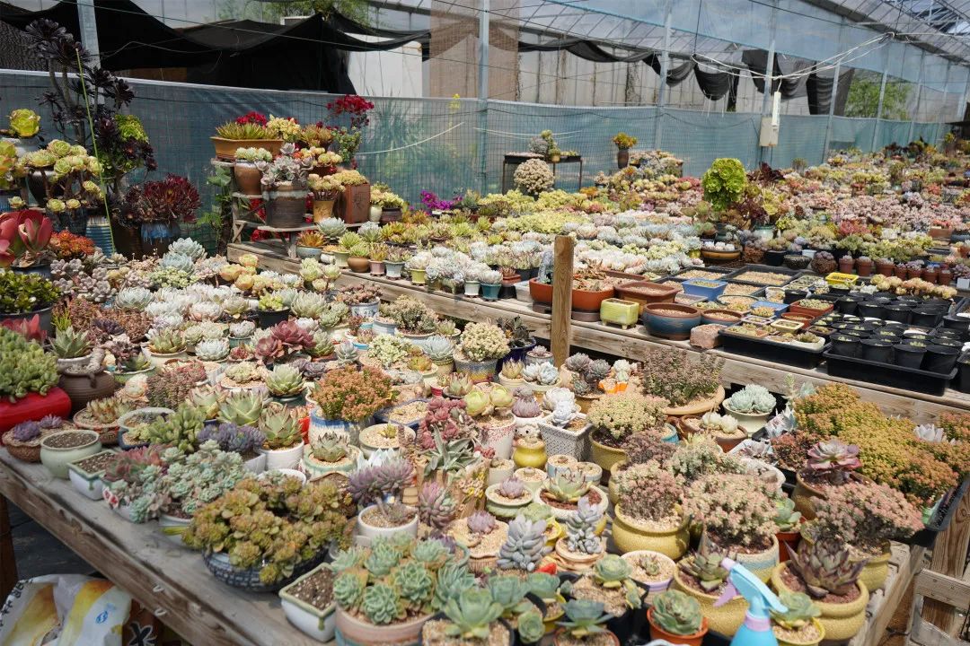 首页 街镇频道 街镇信息 江桥镇  虎鲸,蒂亚,达摩福娘,酥皮鸭,三色熊