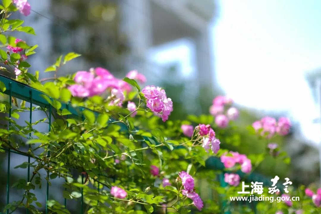 2c7abf0ea7424c33ba709a29c3903614.jpg