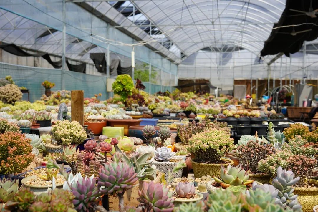 首页 街镇频道 街镇信息 江桥镇  虎鲸,蒂亚,达摩福娘,酥皮鸭,三色熊