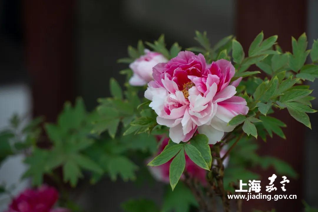 cb04524fb5d44ff0b15d8f7d919c35d3.jpg