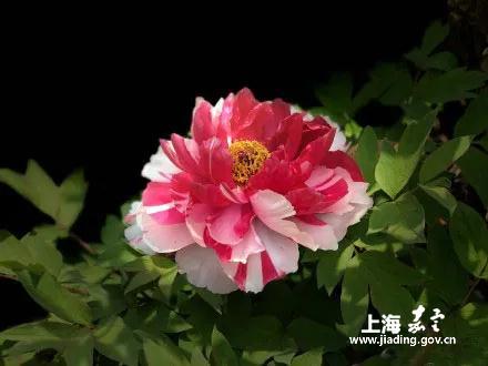 fdfd2cef53454534bf5357c36ede1ba8.jpg