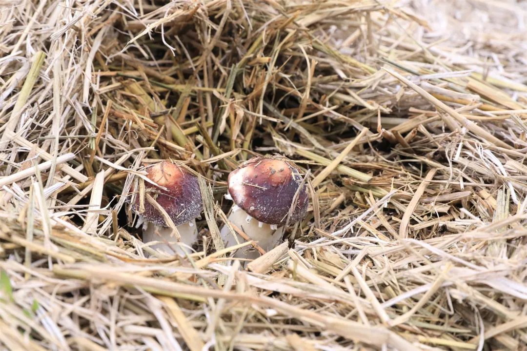 口口鲜！巴掌大的赤松茸在嘉定就有