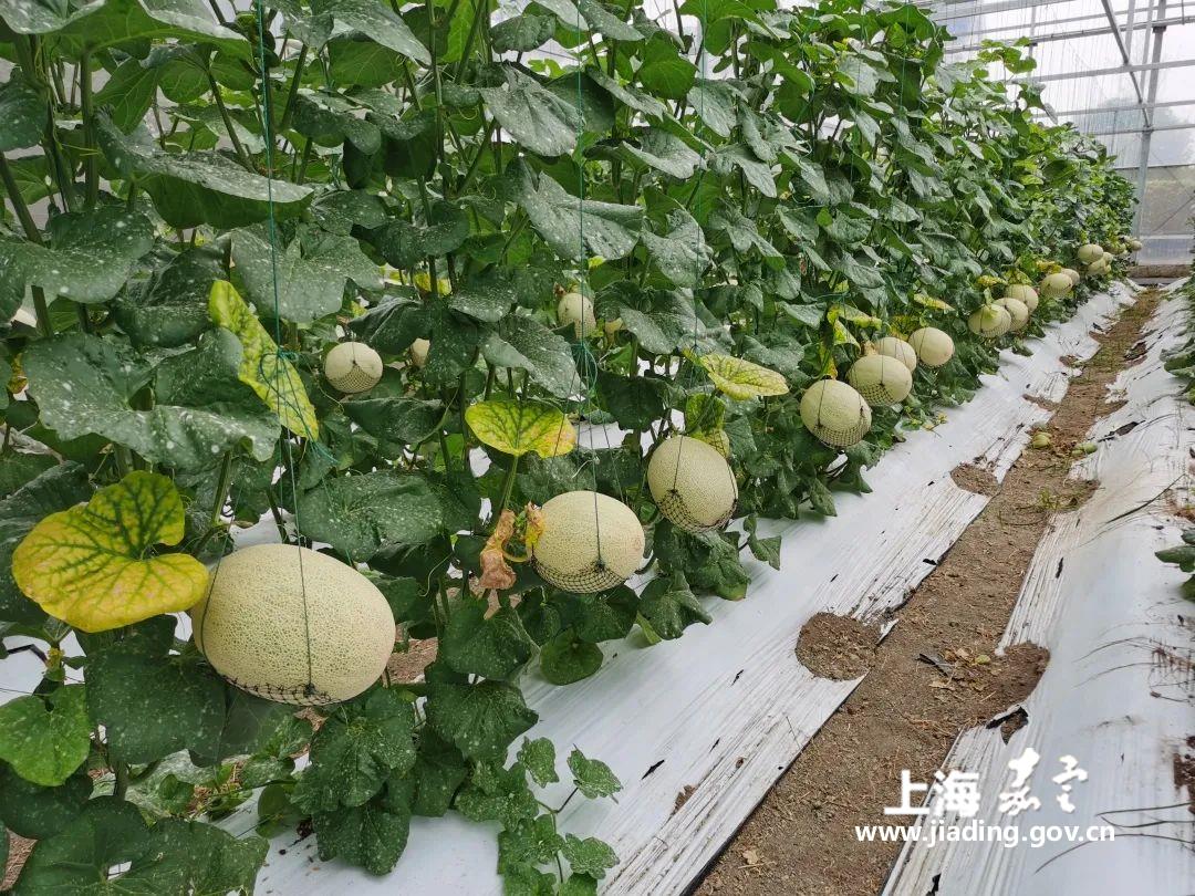 嘉定地产秋茬哈密瓜陆续成熟上市