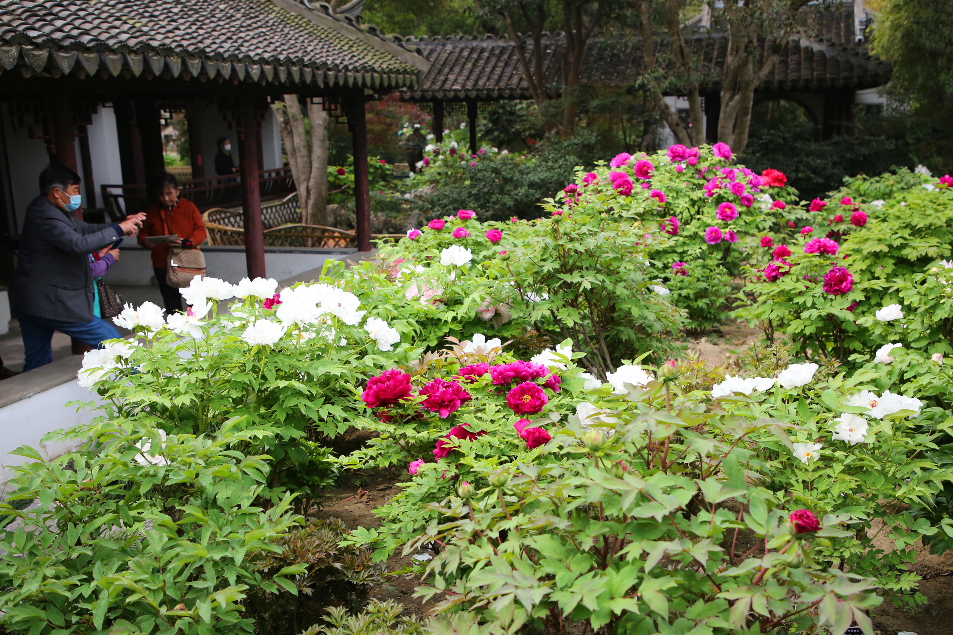 2000多株50余种这座古典园林里的牡丹开了