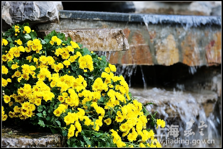 大多用于造景的悬崖菊。