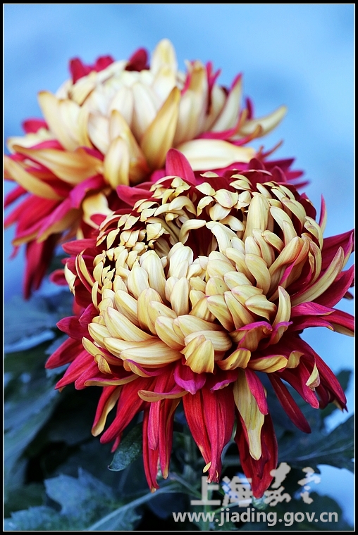 有着双色花瓣的旭桃菊。