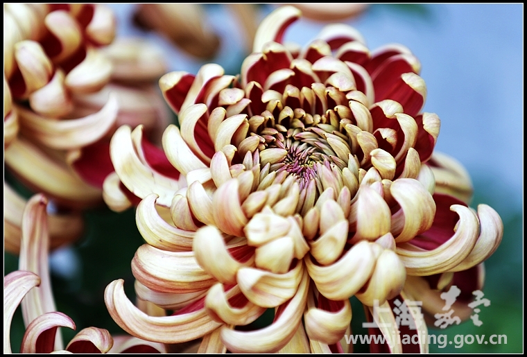 有着双色花瓣的旭桃菊。