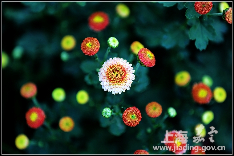 较为常见的四季菊。