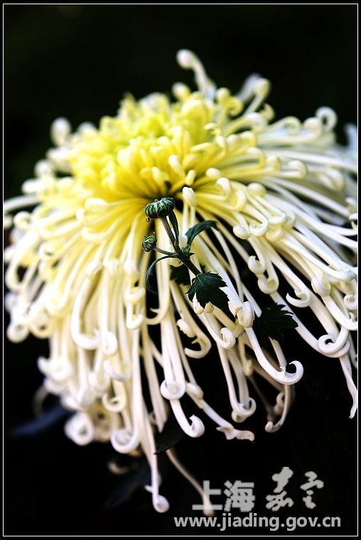 花瓣酷似弯钩的绿云菊