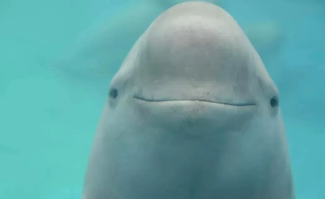 正文图片 正文图片