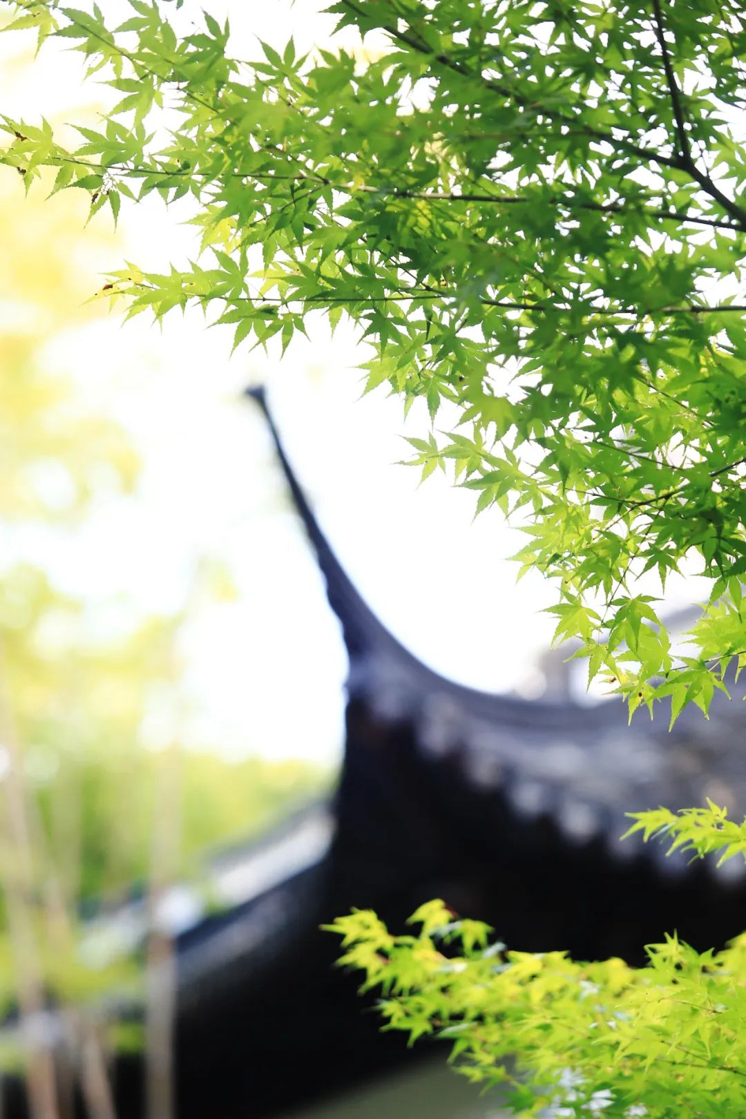 正文图片