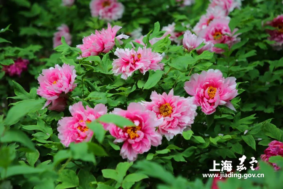 196dd831f5b441c497ff2db1d44f4ed0.jpg