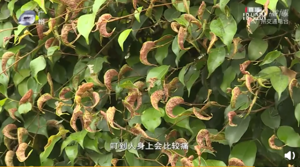 正文图片