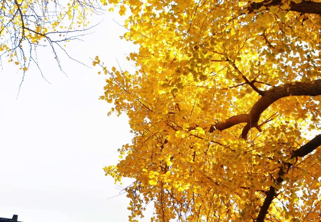 90DA18D3-FEC0-452C-962B-4612FD5E0D93.jpeg