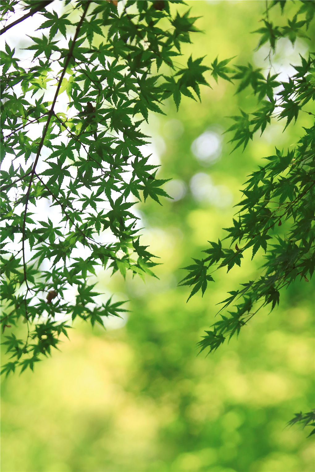 大暑-520719.jpg 大暑-520719.jpg