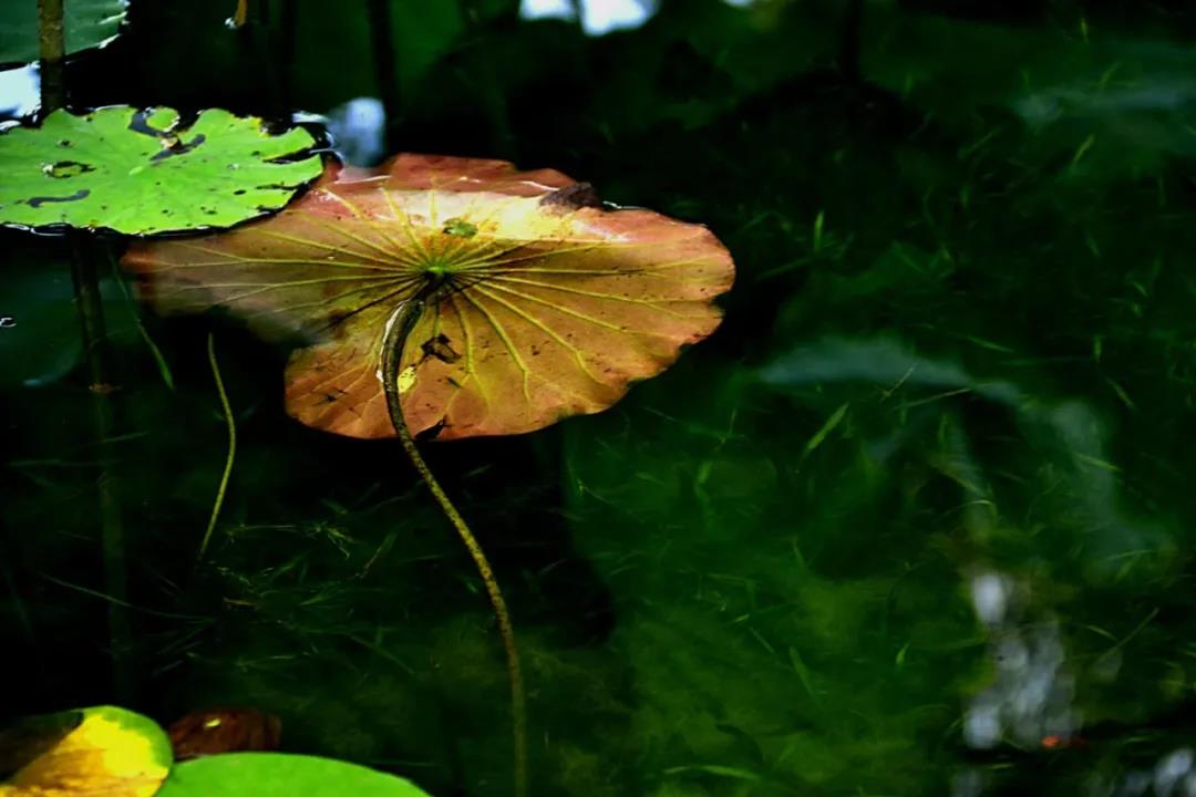 微信图片_20210707130219.jpg 微信图片_20210707130219.jpg