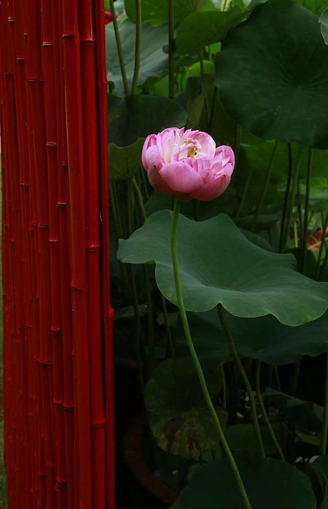 微信图片_20210707130152.jpg 微信图片_20210707130152.jpg