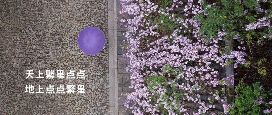 正文图片