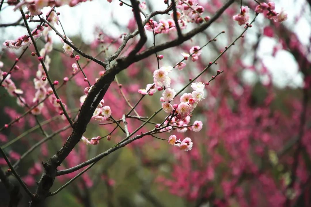 微信图片_20210215154423.jpg 微信图片_20210215154423.jpg