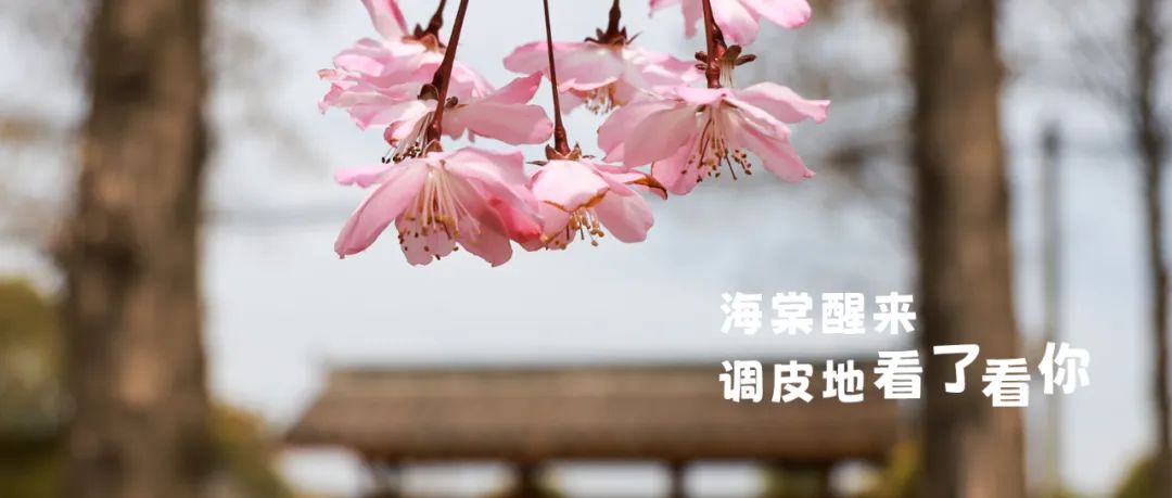 正文图片