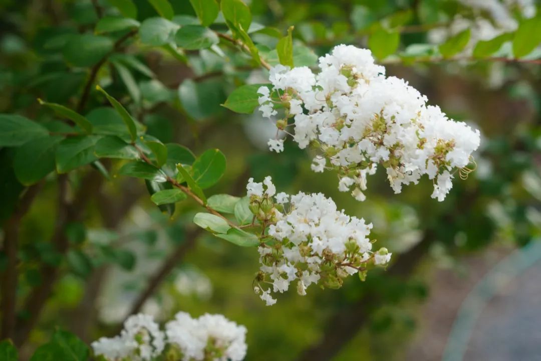 DSC03739.JPG