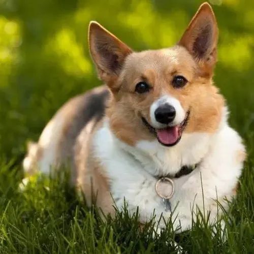 正文图片 正文图片