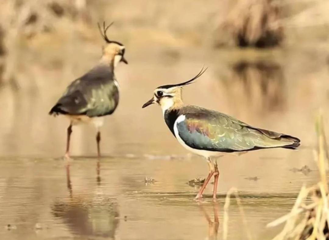 正文图片 正文图片