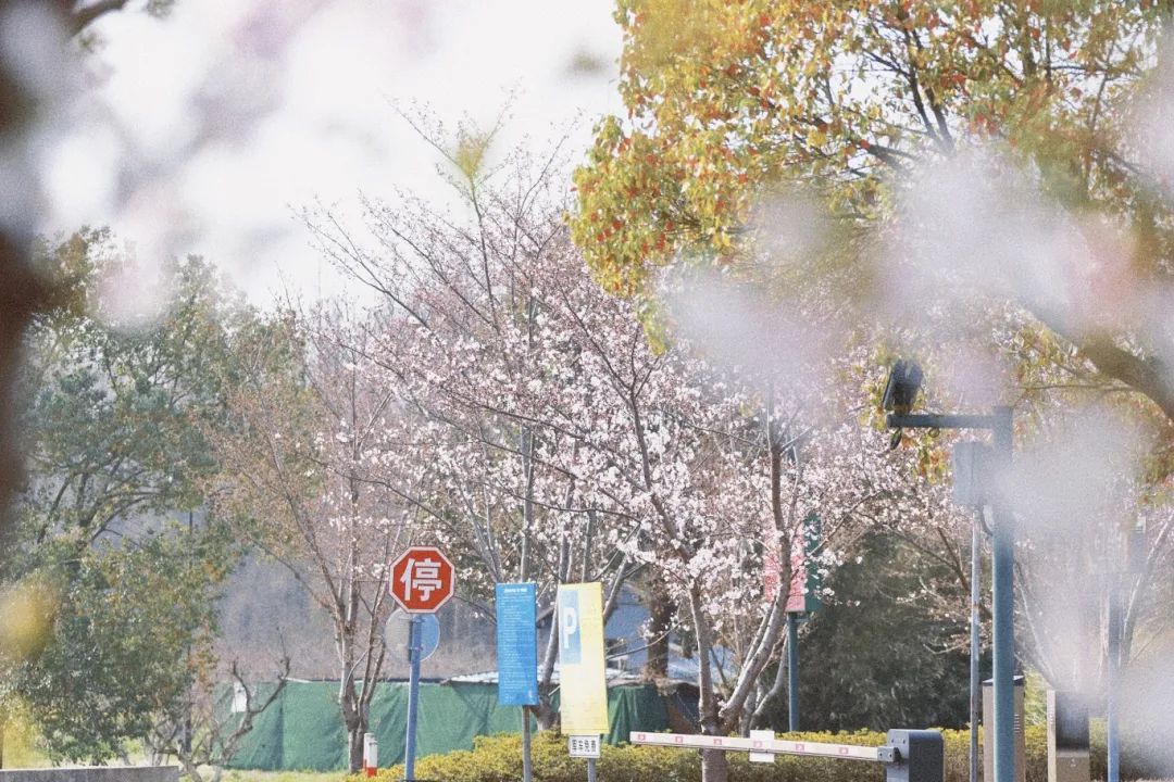 正文图片