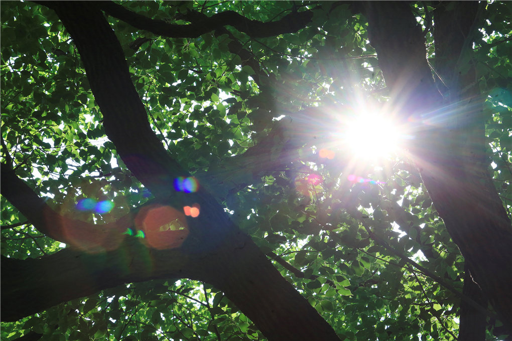 大暑-520715.jpg 大暑-520715.jpg