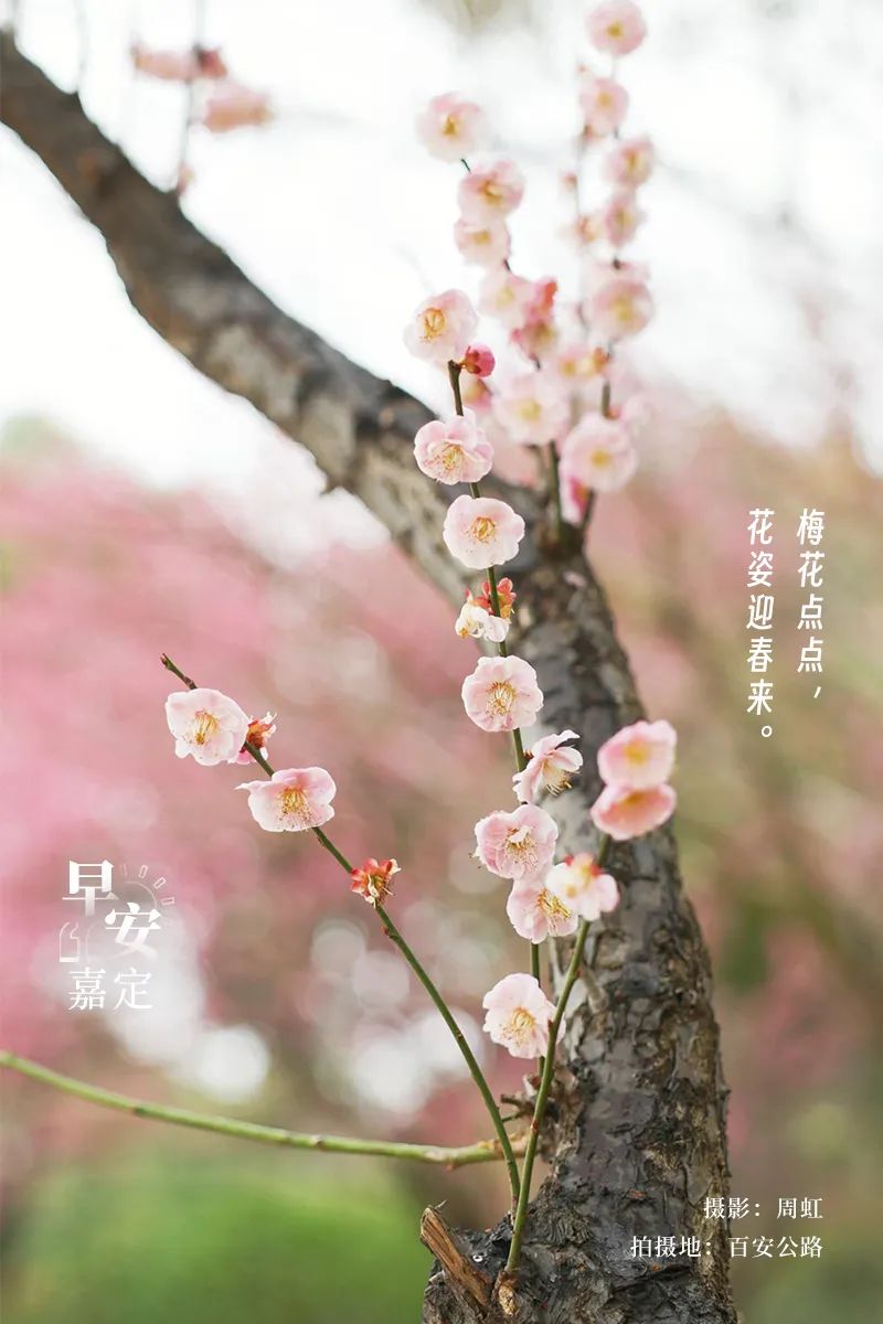 正文图片