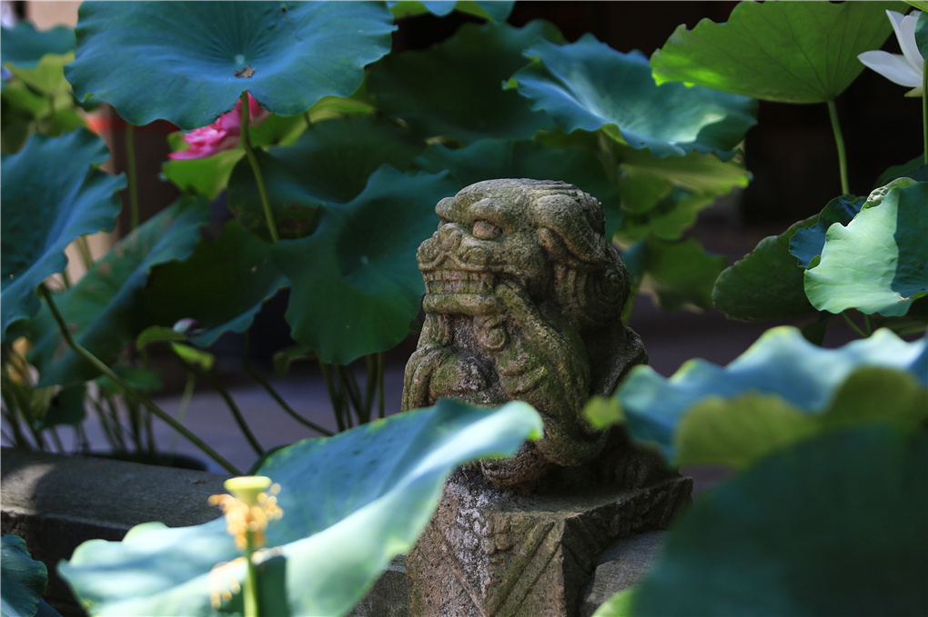 大暑-520727.jpg 大暑-520727.jpg