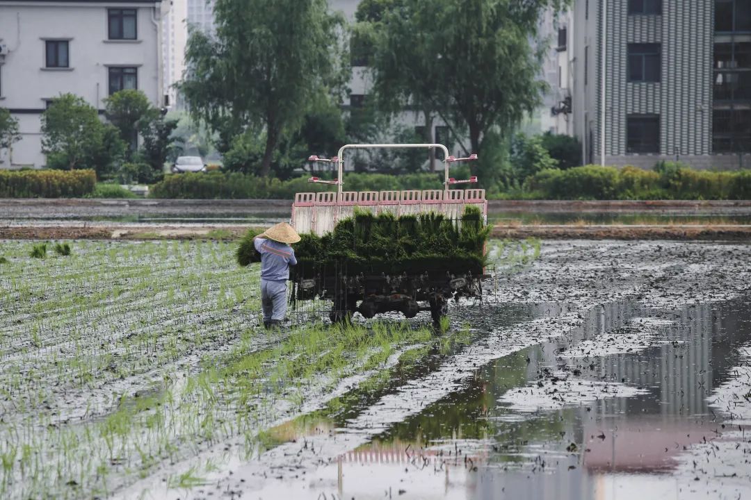 正文图片