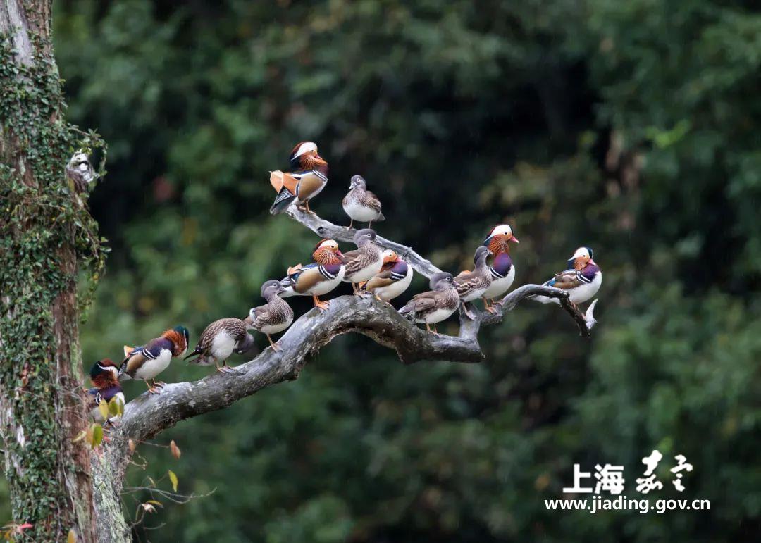 8bdc65eed514440a93b0b5e8a331d3d2.jpg 8bdc65eed514440a93b0b5e8a331d3d2.jpg