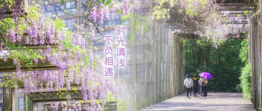 正文图片