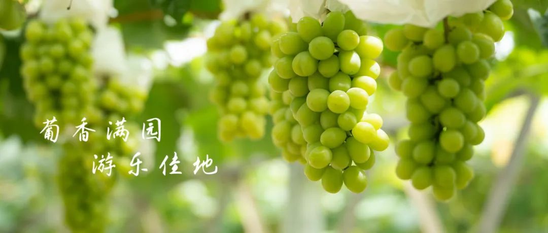 封面马路葡萄.jpg