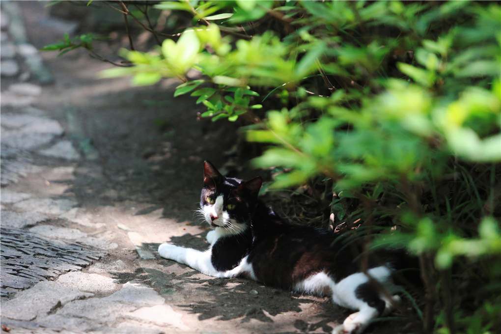 大暑-520721.jpg 大暑-520721.jpg