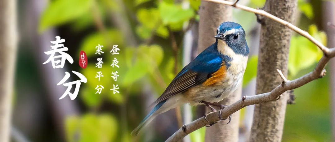 正文图片