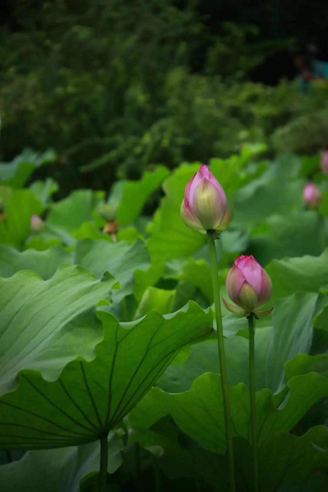 微信图片_20210707130145.jpg 微信图片_20210707130145.jpg