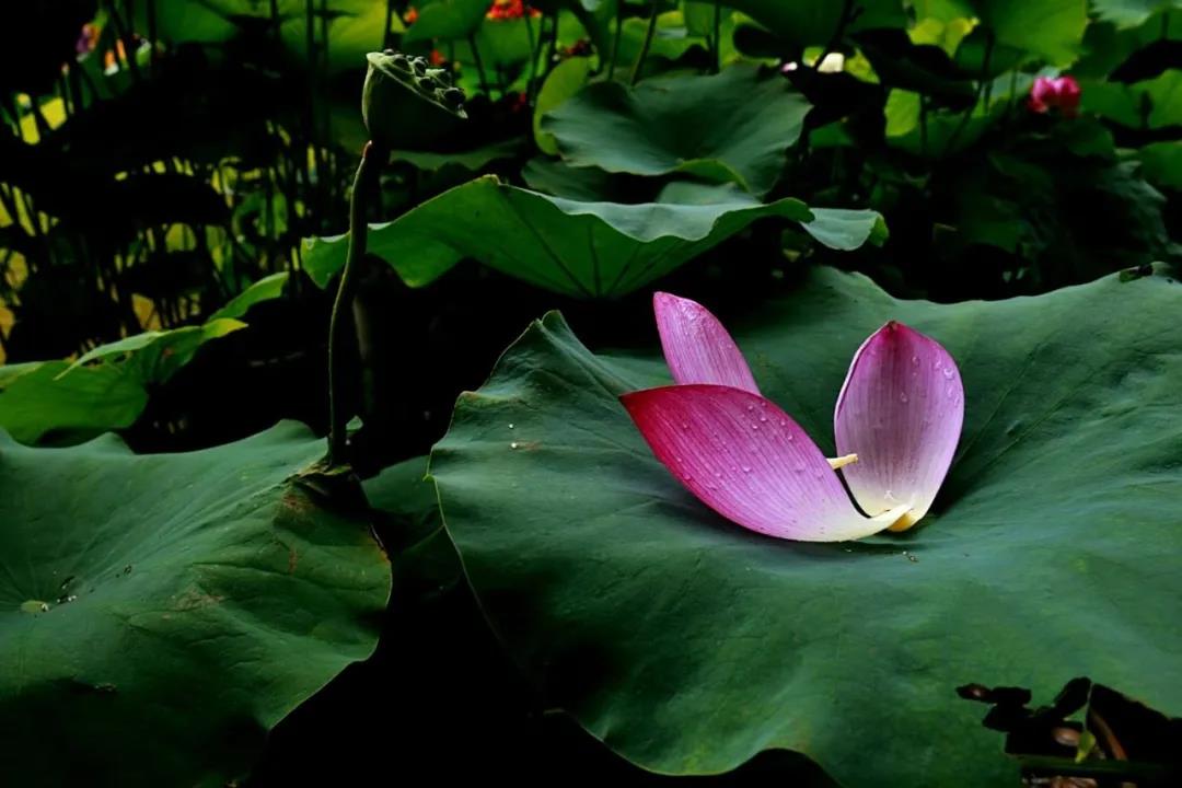 微信图片_20210707130215.jpg 微信图片_20210707130215.jpg