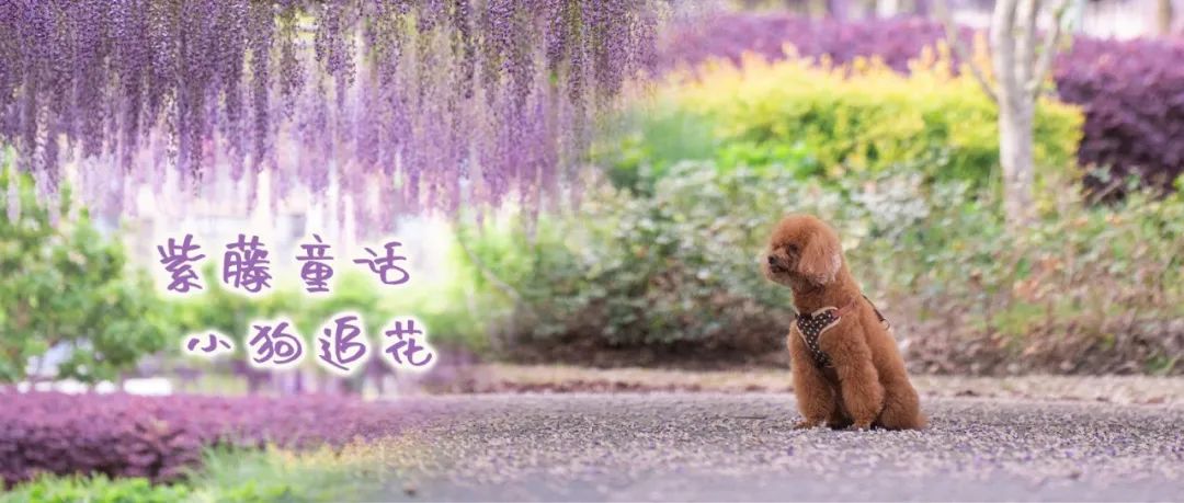 正文图片