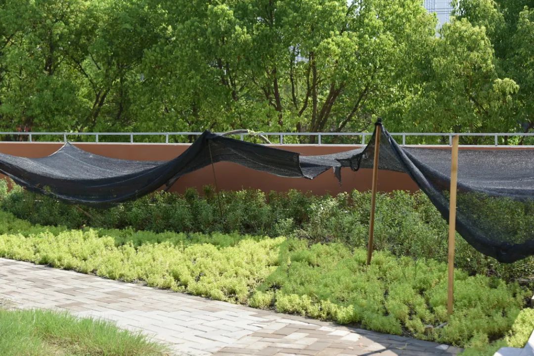 正文图片 正文图片