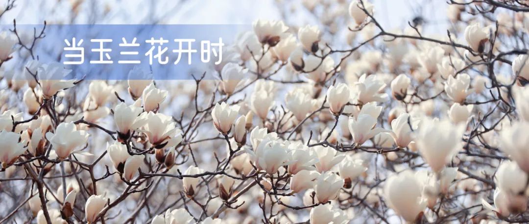 正文图片